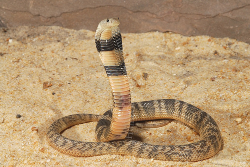 Среднеазиатская кобра (Naja naja oxiana) - Central Asian cobra